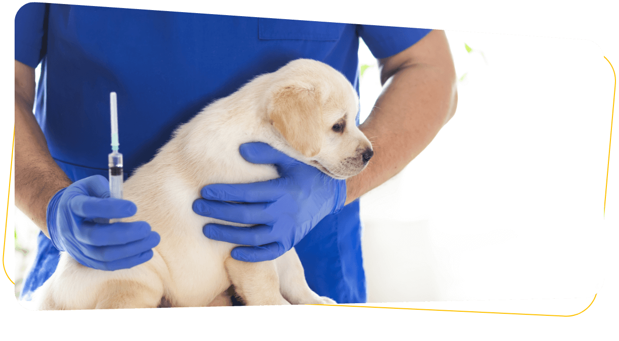 what is the vaccination schedule for a dog