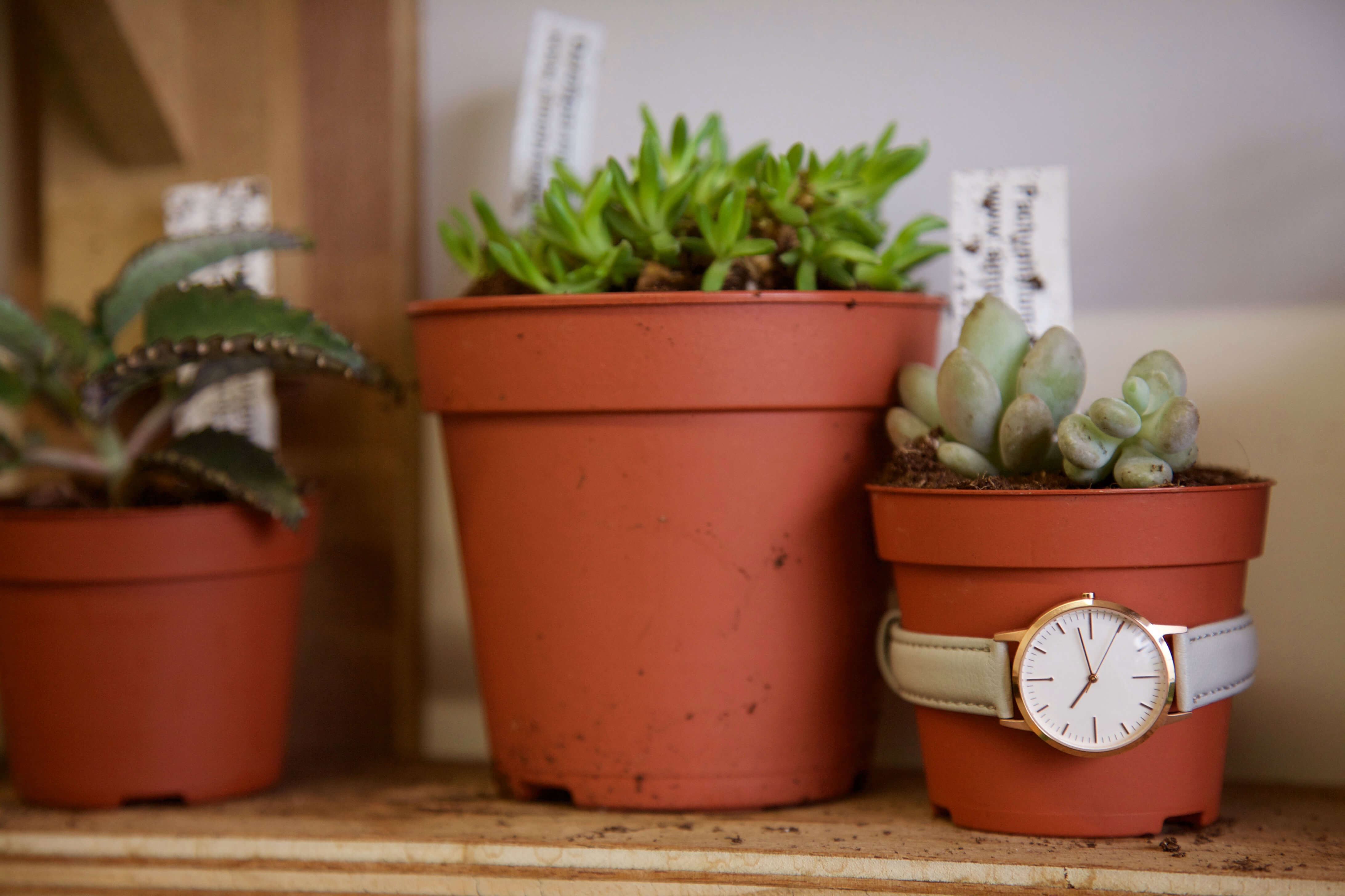 Simple Luxury Watch - Rose Gold, Grey & Cream Leather - London Terrariums - Freedom To Exist