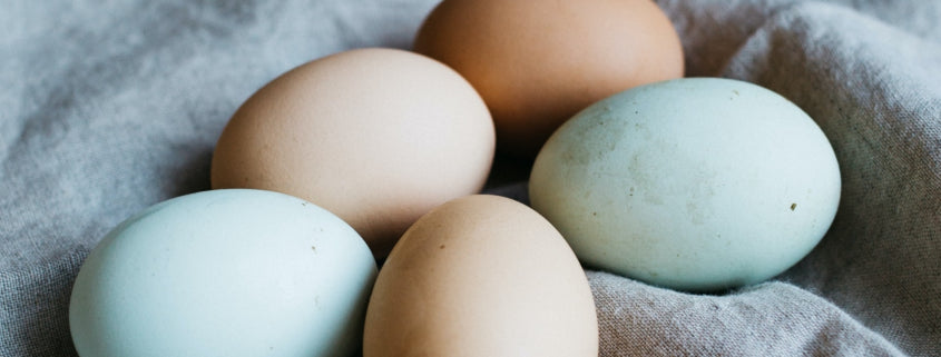 stoeprand cultuur koud 3 TIPS om Meer Eieren! – Nutri Worm Duurzaam Krachtvoer
