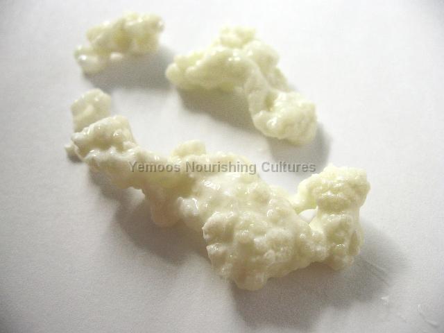 lumpy ribbons milk kefir grains