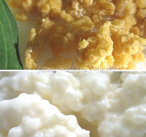 live and dried milk kefir grains