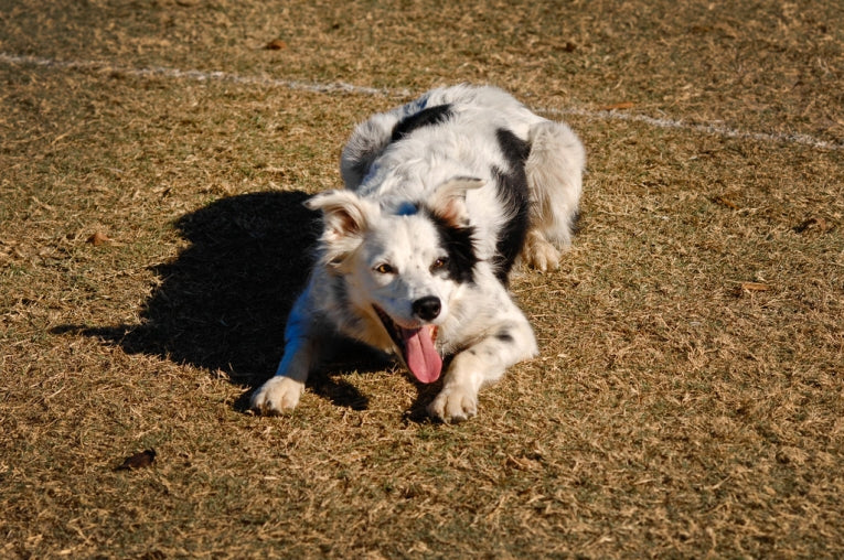 who has chaser the boarder collie