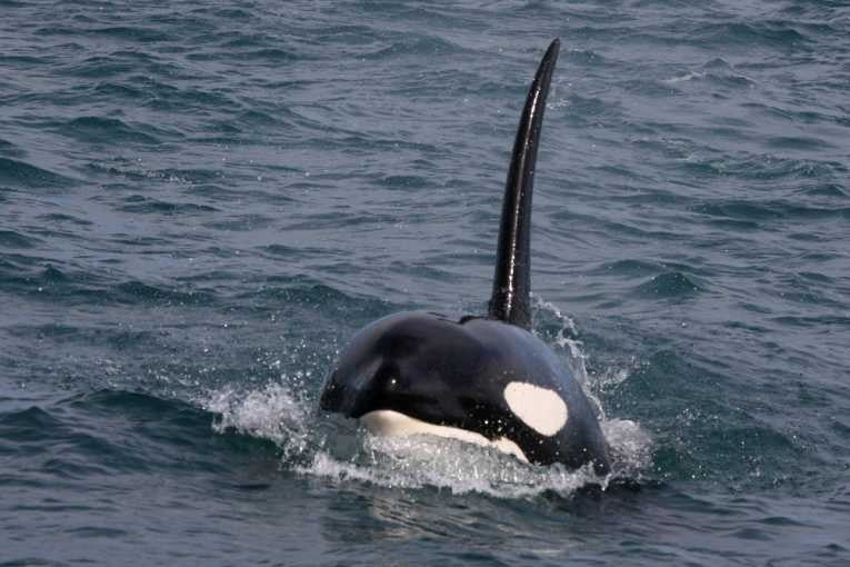 Orca (Killer Whale or Orcinus orca) – Earth Times