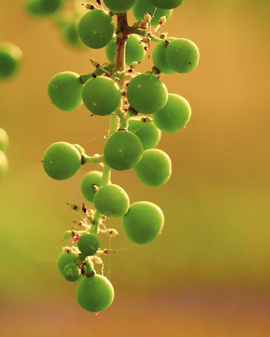 new grapes growing