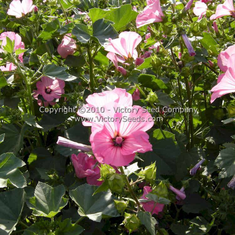 Tree Mallow (Lavatera trimestris) seeds Victory Seeds® – Seed Company