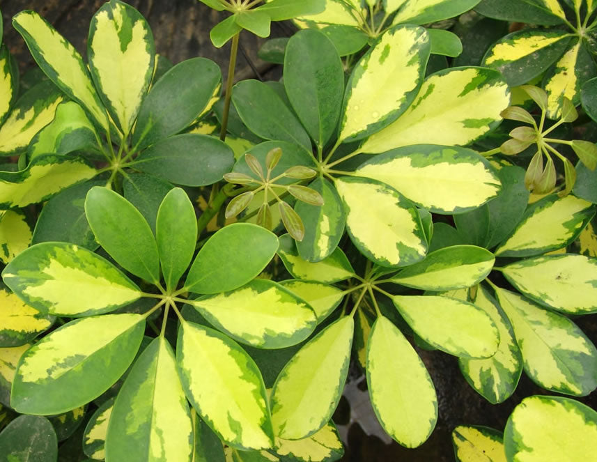 Australian Schefflera - Variegated