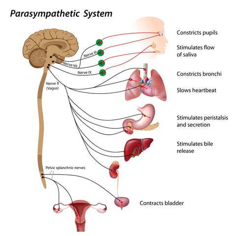 The Parasympathetic Nervous System and Vagus Nerve