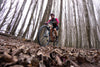 Ditte leafing through the poplars, Alexandra. Photo: Dave Mitchell.