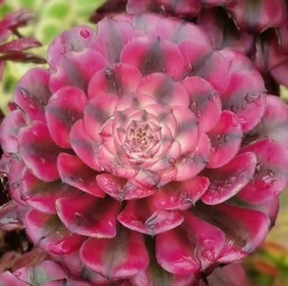 月婵 Aeonium Moon Chan，Single Head With Root 13cm – aliceinsucculand