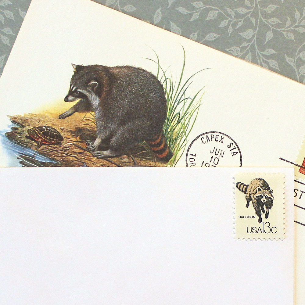 raccoon illustration vintage