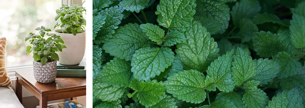 Lemon balm herb