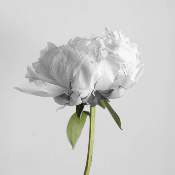 white flower on grey background
