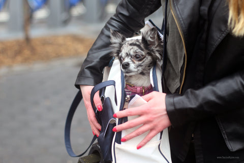 pebbles the instagram famous dog is being carried around by her mom in a canine styles dog carrier