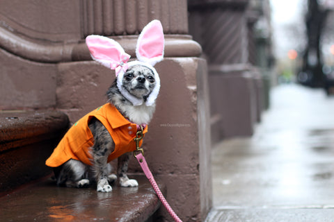 Pebbles is a living in NYC Check out her easter bunny look - Follow her adventures @FlintstonePups