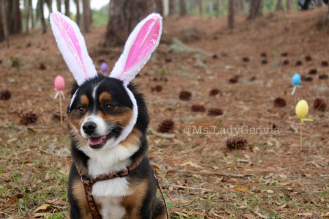 Lady Godiva is a Toy Aussie living in Florida Check out Her Easter Bunny look - Follow her dog adventures @Ms.LadyGodiva