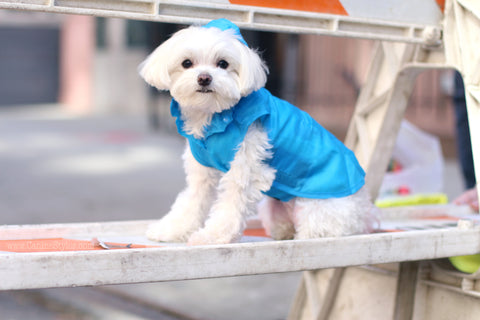 @MochiINTheCity Is wearing a Canine Styles Blue Windbreaker