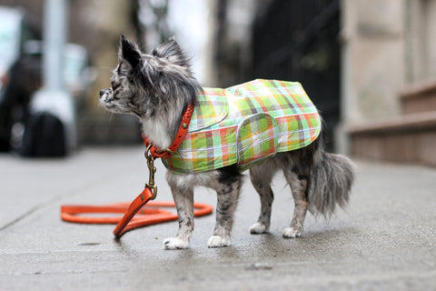 pebbles the instagram famous dog is wearing a green plaid Canine Styles Raincoat for dogs!