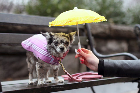 pebbles the instagram famous dog is wearing a purple plaid Canine Styles Raincoat for dogs!