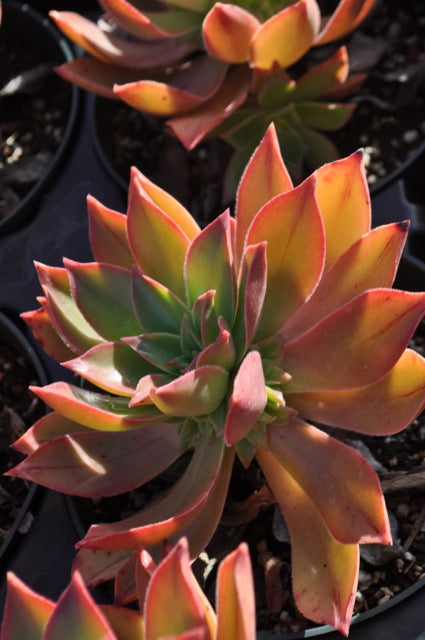 Aloe Flowers