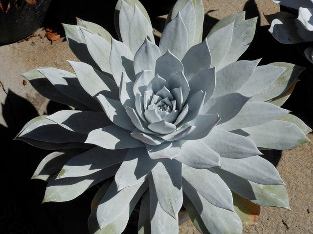 Dudleya