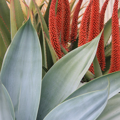 Winter Blooming Aloes at Succulent Gardens