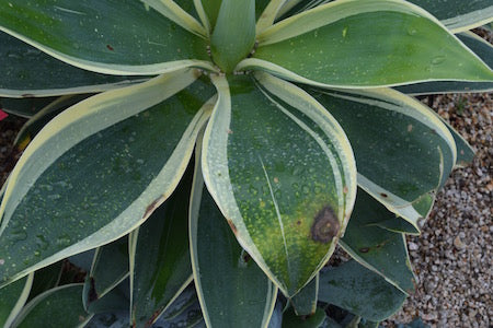 Frost damage on agave attenuata ray of light