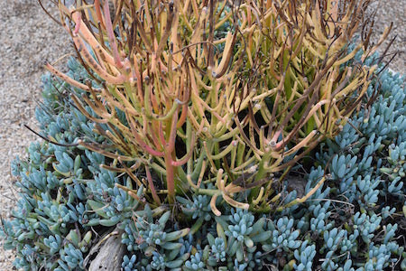 Frost damage on succulents