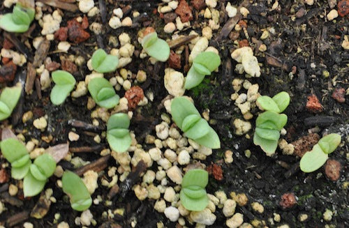 aloe-polyphylla-seedlings.jpg