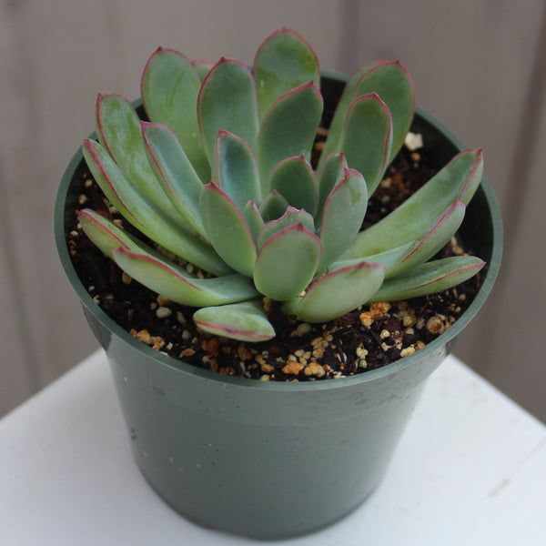 Echeveria 'Apus'