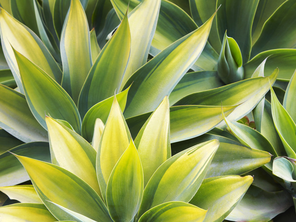 Agave attenuata 'Kara's Stripe'