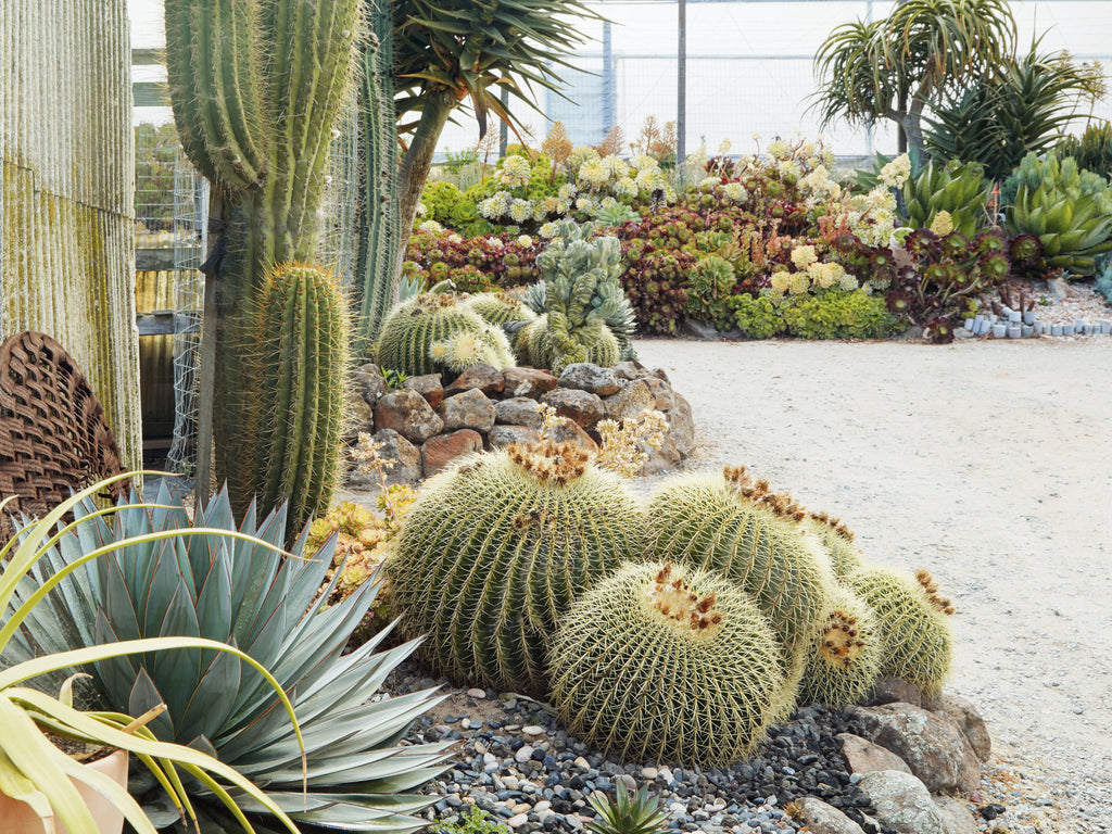 Visit Succulent Gardens Boutique Succulent Nursery In Monterey