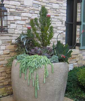 Succulents are well suited to being grouped with other low-water plants in containers.