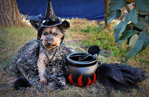 Witchy Pup!