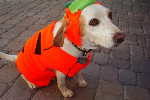 Pumpkin Pooch