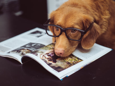 What if elderly dogs wore glasses