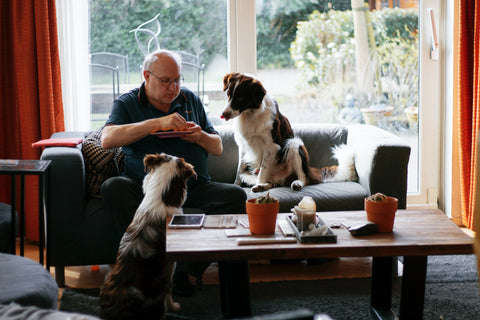 Use area rugs to prevent your old dog from slipping on the floor