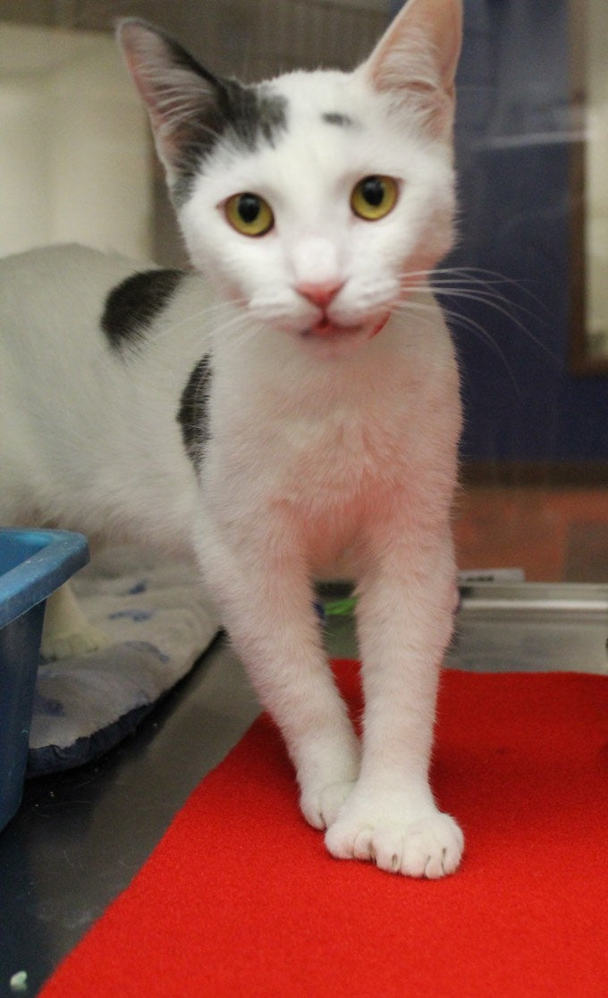 Shelter cat walking the red carpet