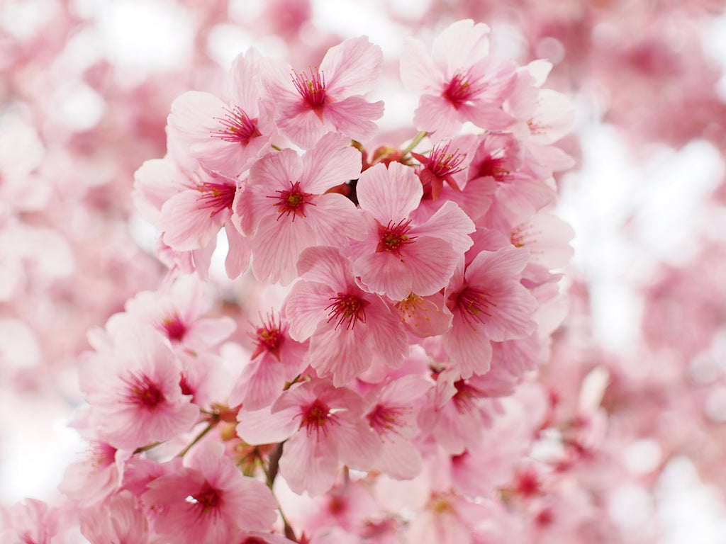 Sakura - Japan's Beloved Flower - Choo Yilin