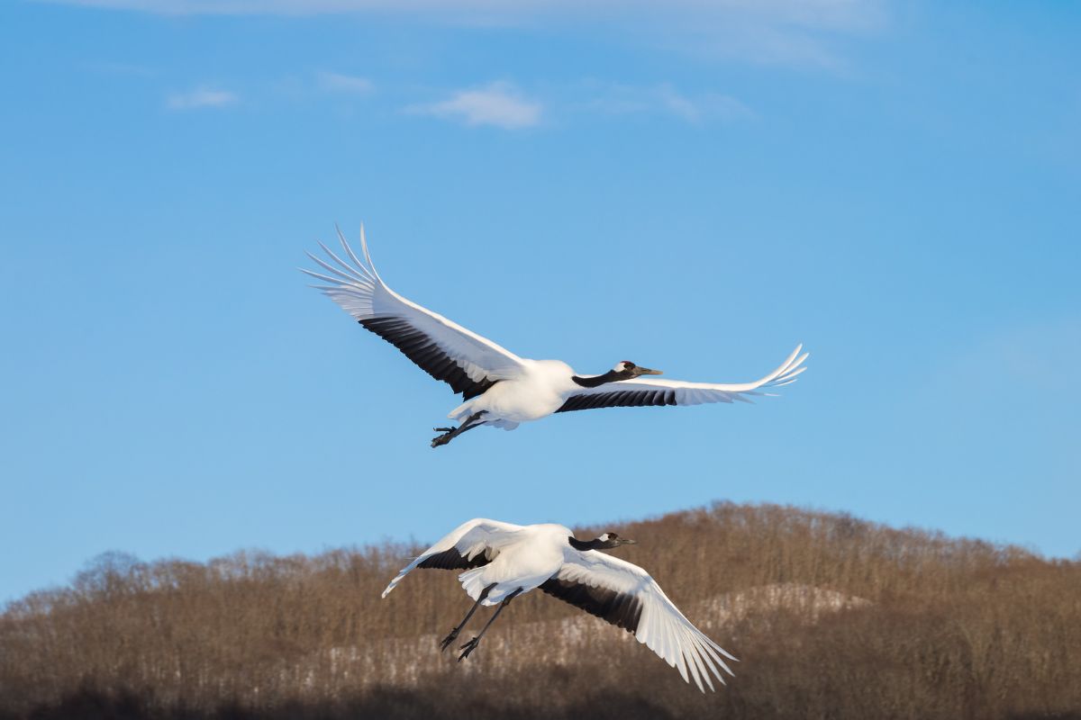 the-majestic-cranes-of-japanese-culture-symbolism-and-significance