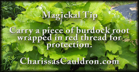 Burdock Root for protection