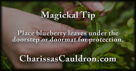 blueberry leaves for protection