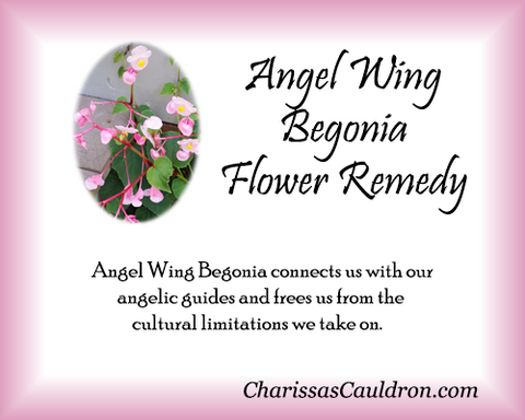 Angel Wing Begonia