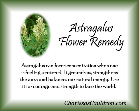 Astragalus