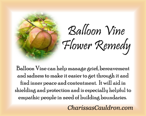 Balloon Vine