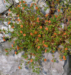 Scarlet Pimpernel