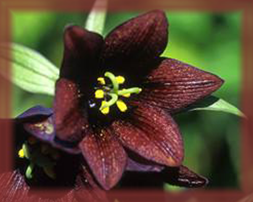 Chocolate Lily Flower Essence Nature S Remedies Charissa S Cauldron