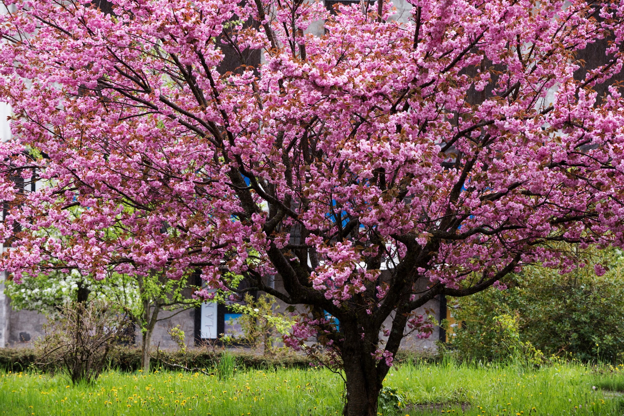 11 Best Pink Flowering Trees for Your Yard