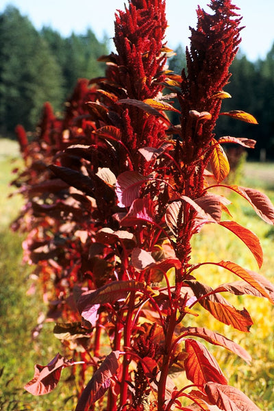 amaranth purple seeds amaranthus jason dan regular