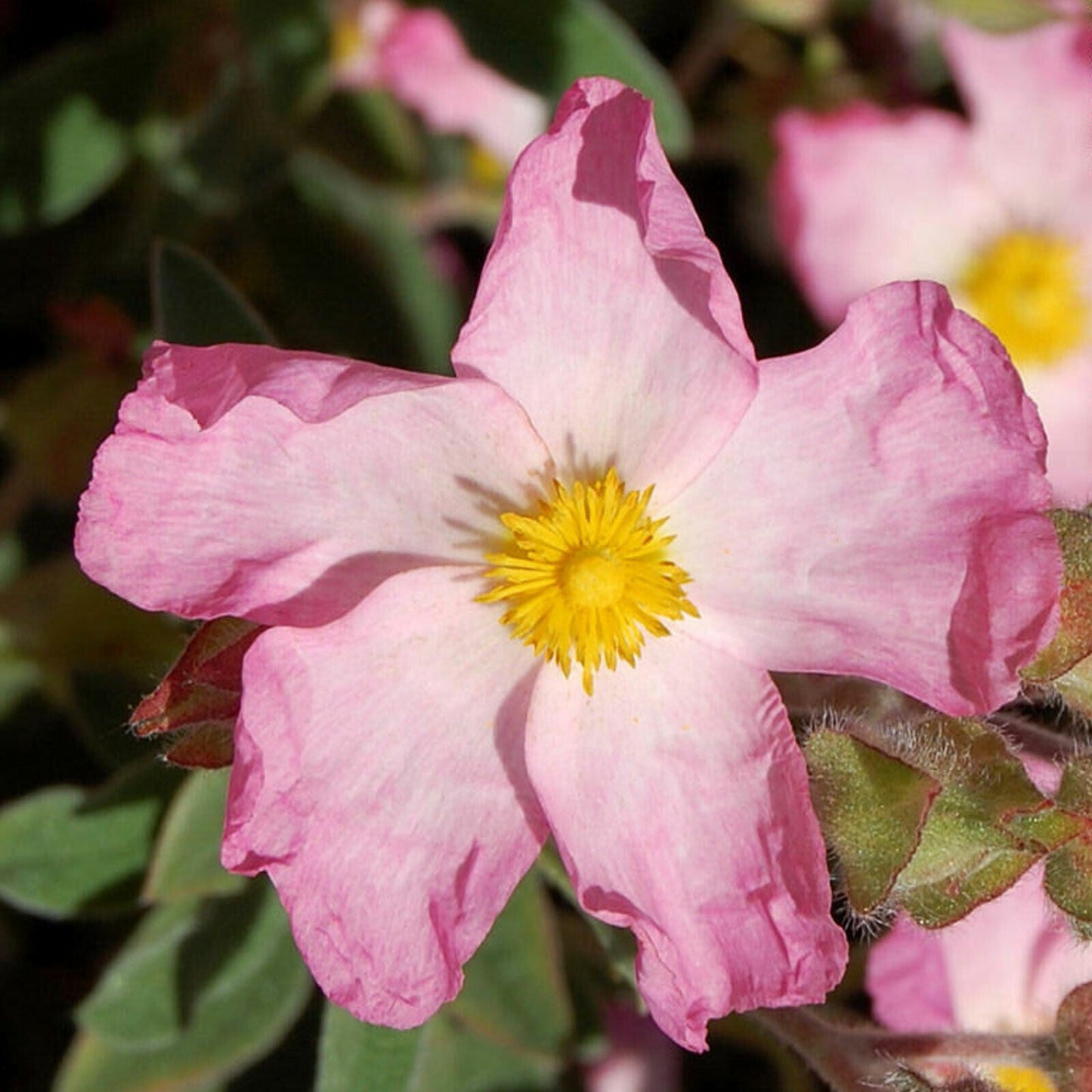 Cistus-Barnsley-Pink