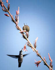 inspirational Feng Shui photo of hummingbird dancing around a flower 